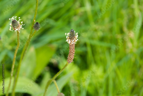 a closeup shot of a flower growing in a garden. beautiful botanical shot, natural macro wallpaper photo