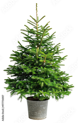 PNG Bigger christmas tree in a pot plant pine fir. photo