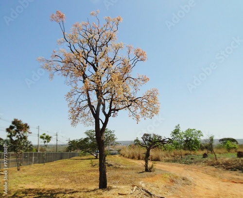 Cerrado Tree Eugenia dysenterica, Cagaiteira photo