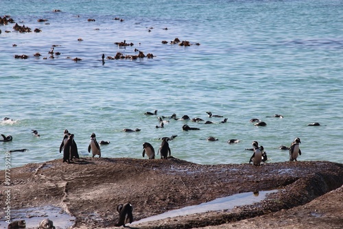 South African Safari
