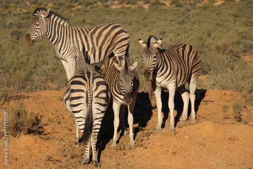 South African Safari