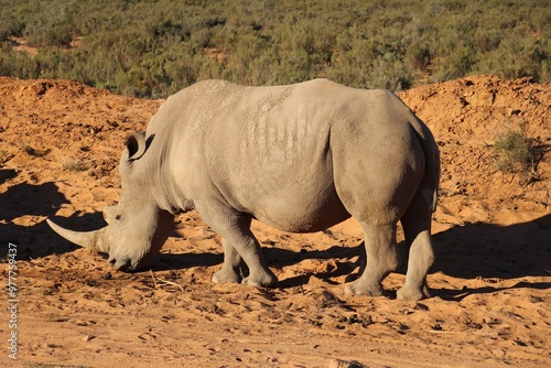 South African Safari