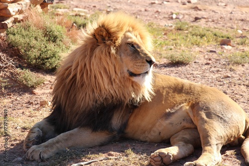 South African Safari