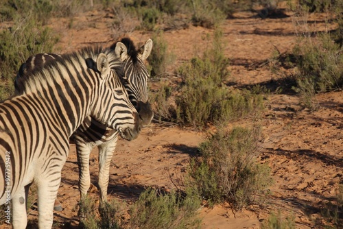 South African Safari
