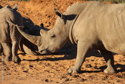 South African Safari