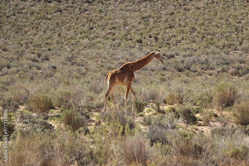 Giraffe On South African Safari