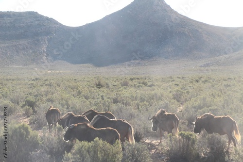 Wildebeest Herd In South African Mountain Safari