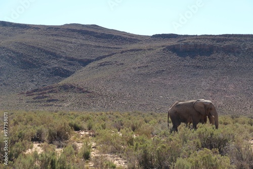 Elephants On South African Safari
