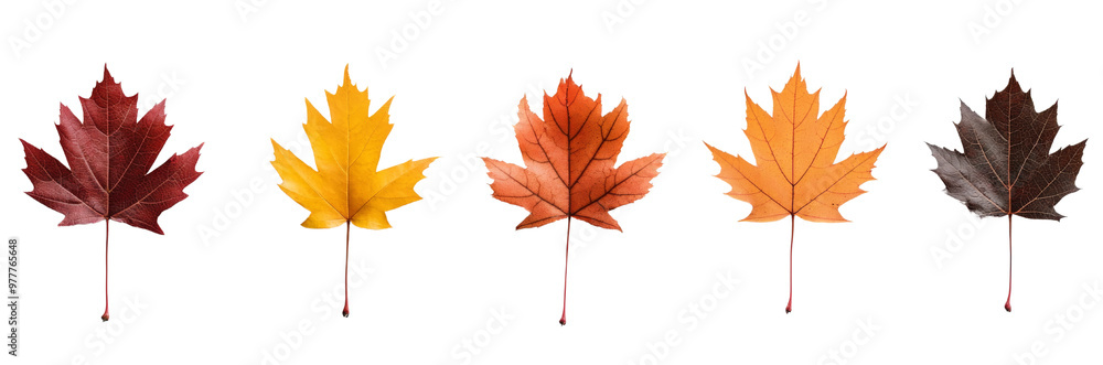 Autumn maple leaves set, Isolated PNG with Transparent Background Autumn maple leaves set, Isolated PNG with Transparent Background