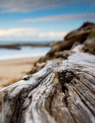 Weathered driftwood texture with depth of field on a coastal background