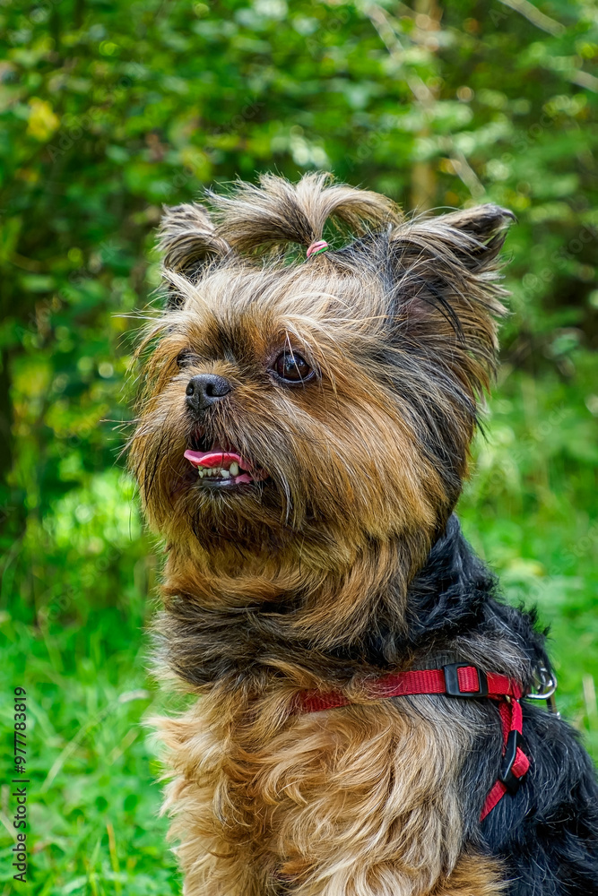 Yorkshire terrier. Portrait of a fluffy, funny dog. Pet. Year of the dog. Yorkshire terrier. Portrait of a fluffy, funny dog. Pet. Year of the dog.