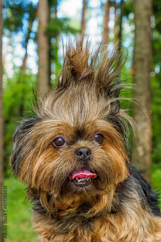 Yorkshire terrier. Portrait of a fluffy, funny dog. Pet. Year of the dog. Yorkshire terrier. Portrait of a fluffy, funny dog. Pet. Year of the dog.