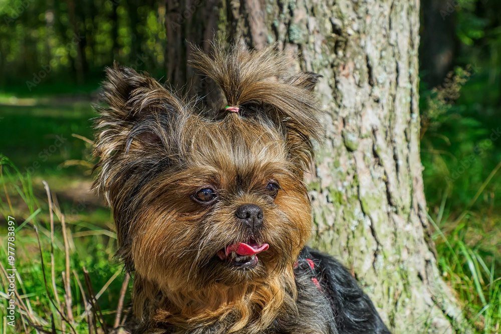 Yorkshire terrier. Funny fluffy dog. Pets. The year of the dog. Yorkshire terrier. Funny fluffy dog. Pets. The year of the dog.