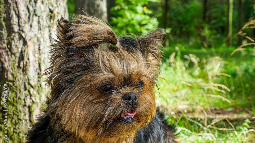 Yorkshire terrier. Funny fluffy dog. Pets. The year of the dog. Yorkshire terrier. Funny fluffy dog. Pets. The year of the dog.