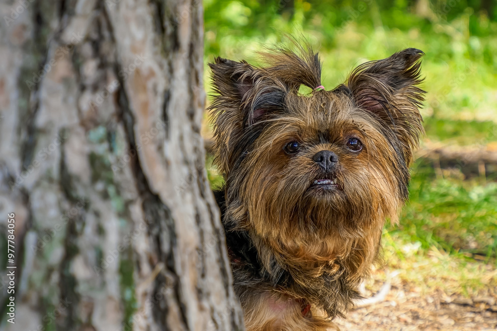 Yorkshire terrier. Funny fluffy dog. Pets. The year of the dog. Yorkshire terrier. Funny fluffy dog. Pets. The year of the dog.