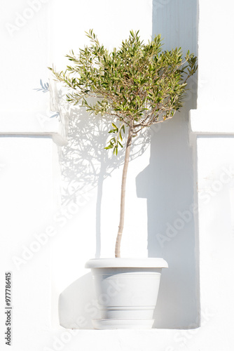 A very nice olive tree in a white pot with white background in Athens