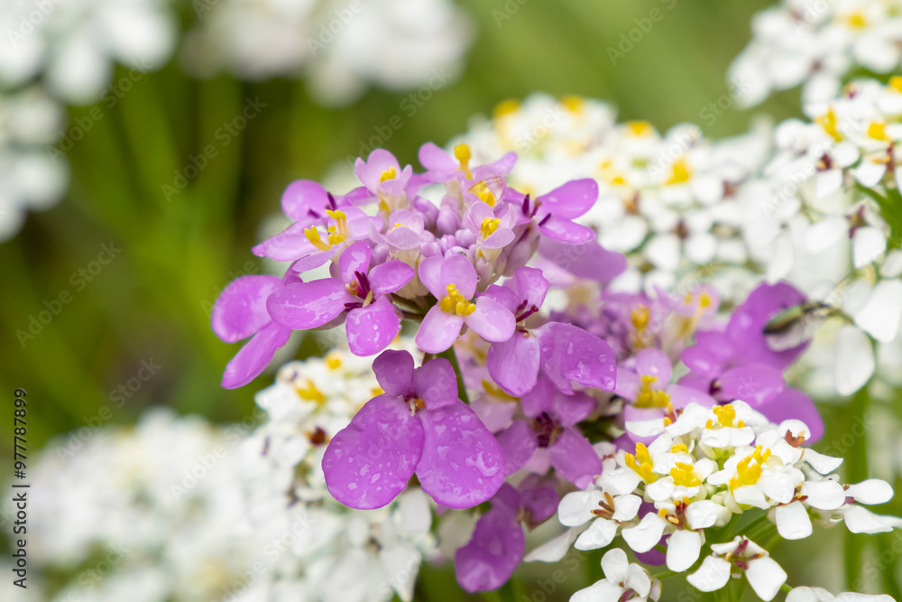 Flower. Iberis. Gardening. Herbaceous plant. Holidays and events Flower. Iberis. Gardening. Herbaceous plant. Holidays and events