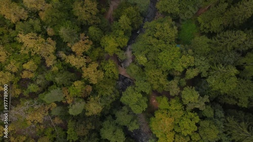 Top down view of a beautiful dense pine forest in the mountains of Borjomi, Georgia. Tourist spot in a nature reserve with a bridge over a flowing river.