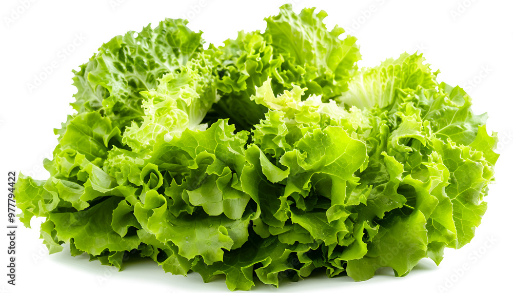 Fresh green iceberg lettuce isolated on white Fresh green iceberg lettuce isolated on white