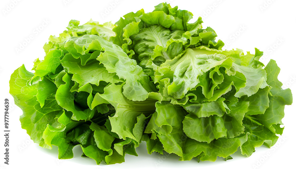 Fresh green iceberg lettuce isolated on white Fresh green iceberg lettuce isolated on white