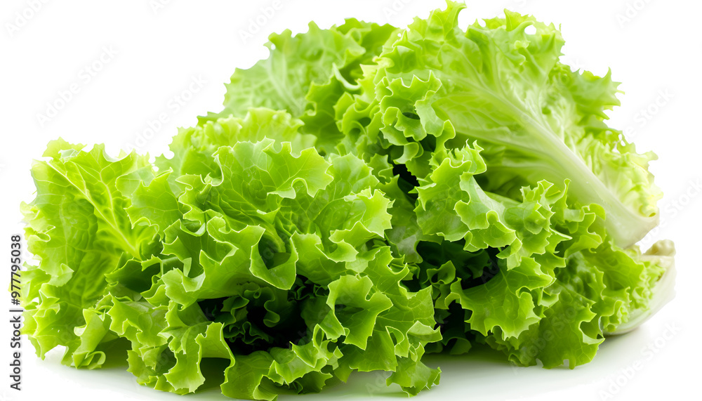 Fresh green iceberg lettuce isolated on white Fresh green iceberg lettuce isolated on white