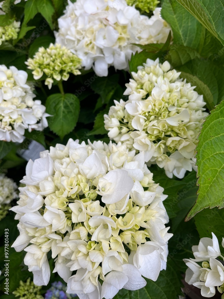 White flower White flower