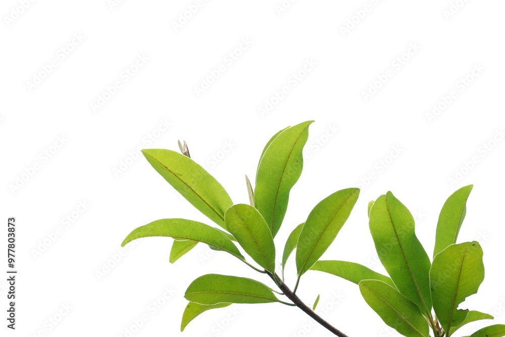 A tropical fruit tree with leaves and branches on white isolated background for green foliage backdrop A tropical fruit tree with leaves and branches on white isolated background for green foliage backdrop