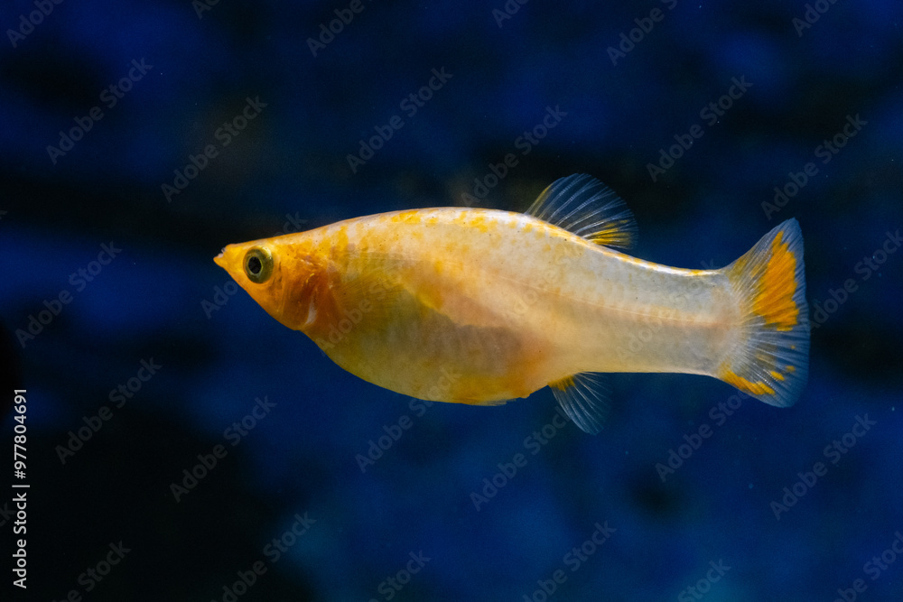 Yellow pecilia swims in an aquarium on dark blue background. Yellow pecilia swims in an aquarium on dark blue background.