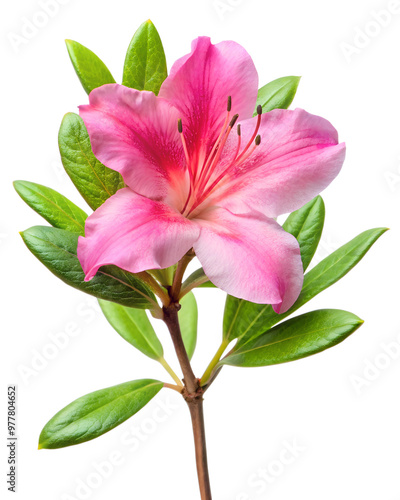 Close-up of Azalea with stem and leaves isolated on a transparent background