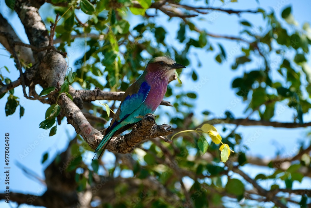 Lilac breasted roller sitting on a branch with lots of greenery Lilac breasted roller sitting on a branch with lots of greenery