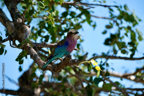 Lilac breasted roller, looking into the distance, blue sky