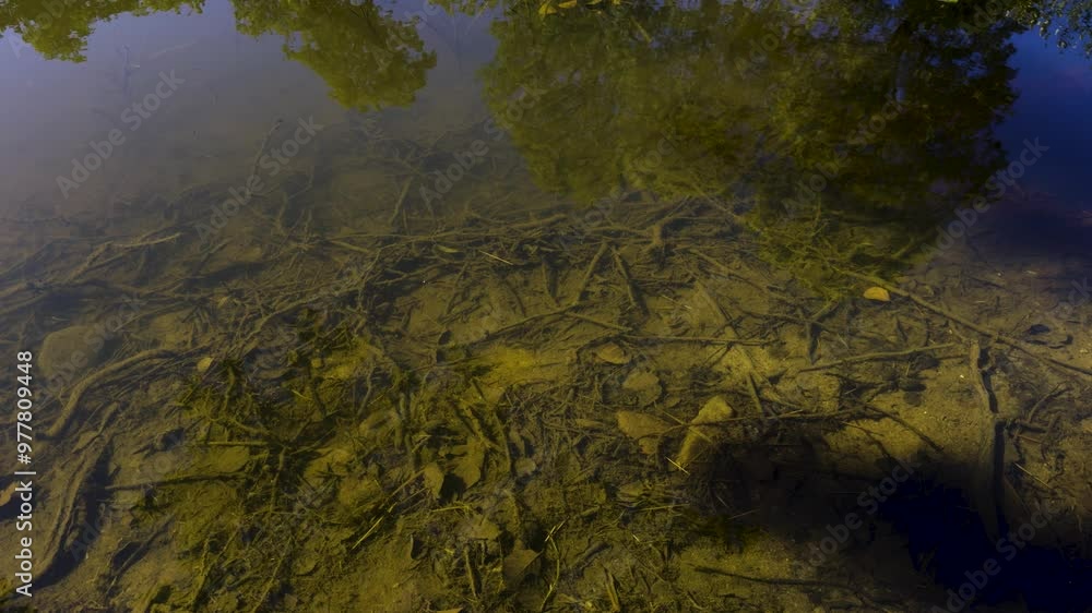 A clear lake with small fish swimming near the surface, visible through the transparent water. Roots and debris cover the lakebed, while soft tree reflections merge with the underwater scene. Captured A clear lake with small fish swimming near the surface, visible through the transparent water. Roots and debris cover the lakebed, while soft tree reflections merge with the underwater scene. Captured