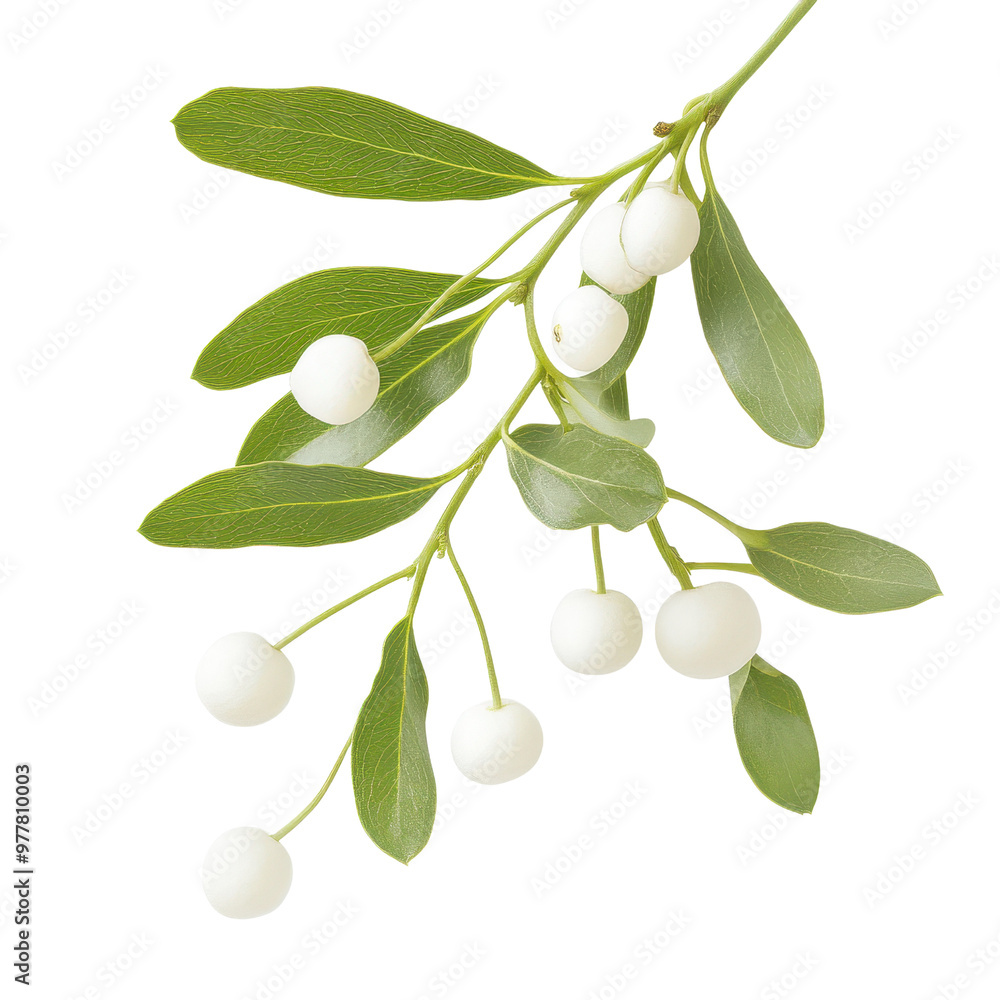 Obraz premium A close-up of a branch featuring green leaves and small white berries, perfect for nature-themed designs and botanical illustrations. PNG file, Transparent background.