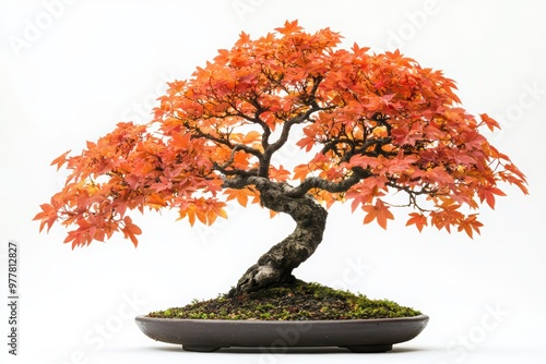 Vibrant bonsai tree with stunning orange leaves, symbolizing autumn beauty and tranquility in nature.
