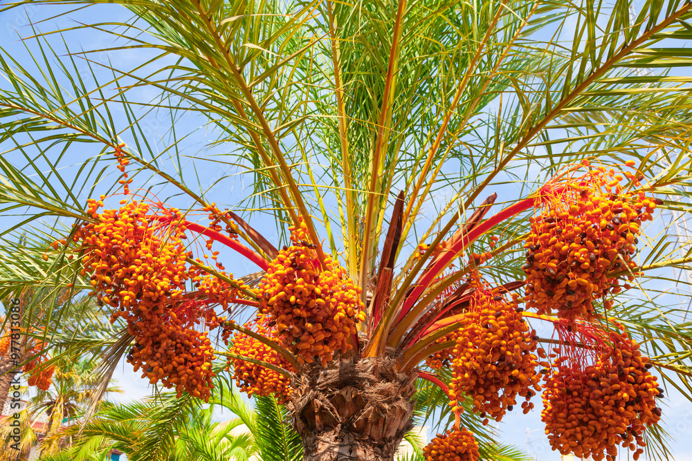 Date palm with ripening fruits on it. Date palm with ripening fruits on it.