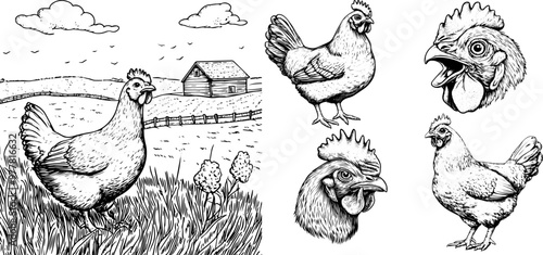 Vector vintage illustration of a chicken and chicken head in a farm landscape. Handdrawn engraved set, black line art.