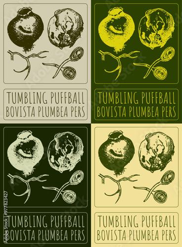 Set of vector drawing TUMBLING PUFFBALL in various colors. Hand drawn illustration. Latin name is BOVISTA PLUMBEA PERS.
