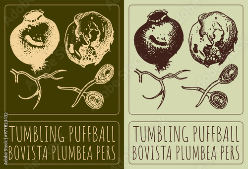 Vector drawing TUMBLING PUFFBALL. Hand drawn illustration. Latin name is BOVISTA PLUMBEA PERS.
