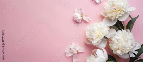 Stunning white peony flowers on a pink background with copyspace for your text in a top view and flat lay style