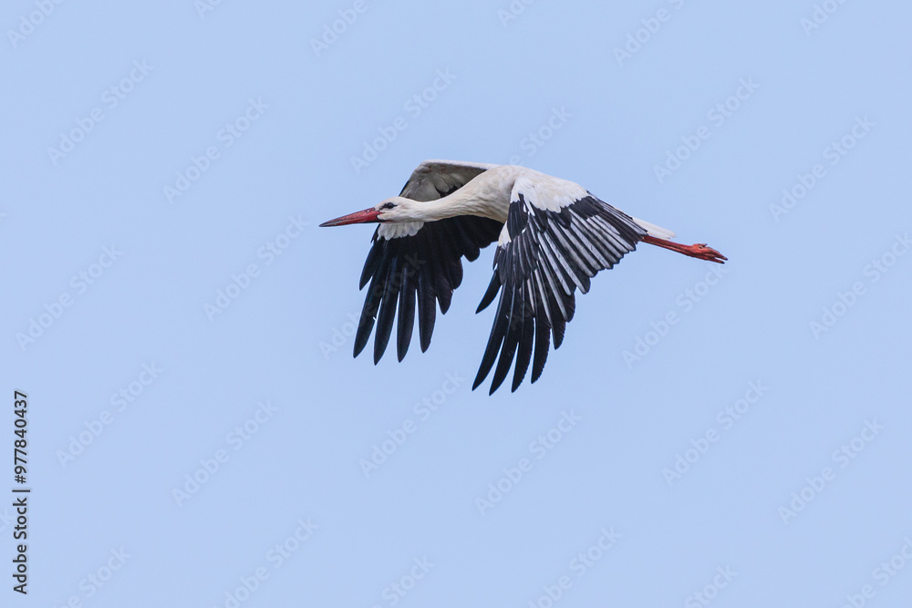 Fliegender Weßstorch Fliegender Weßstorch