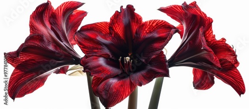 Closeup of a stunning blooming deep red amaryllis flower featuring three open blossoms on a stem Isolated against a white background with copy space Themes of textured blooms Valentine s Day and Moth photo