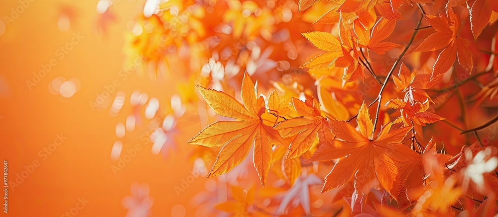 Autumn maple leaves on an orange natural backdrop Indian summer fall colors Warm days of the autumn season. Copy space image. Place for adding text and design