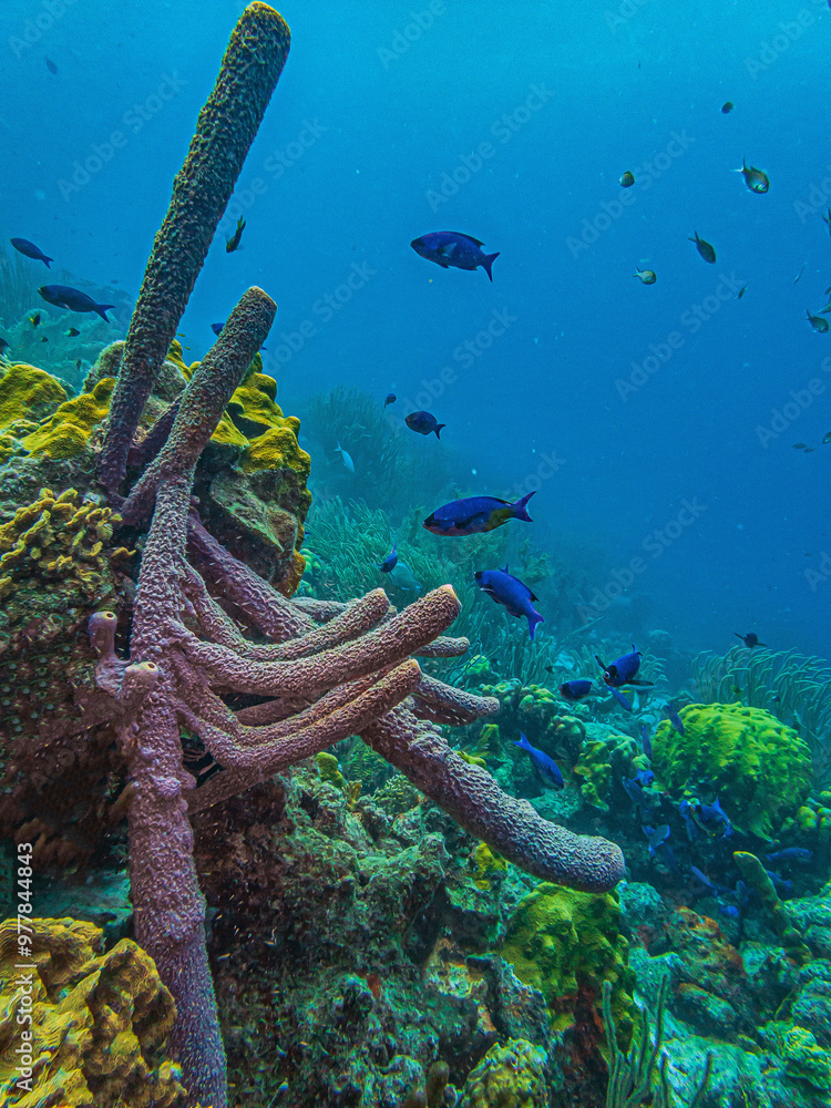 Fototapeta premium branching vase sponge,Callyspongia ,Cladochalina, aculeata