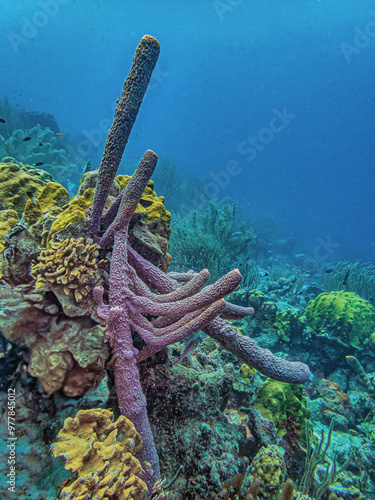 branching vase sponge,Callyspongia ,Cladochalina, aculeata photo