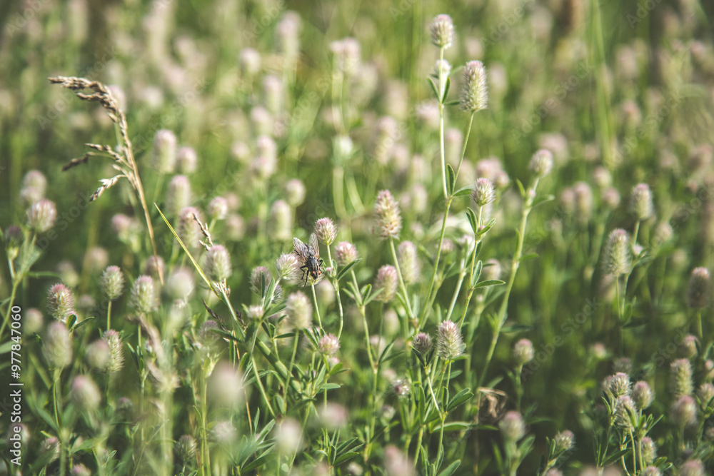 field grass of delicate mint color, on which a large fly sits field grass of delicate mint color, on which a large fly sits