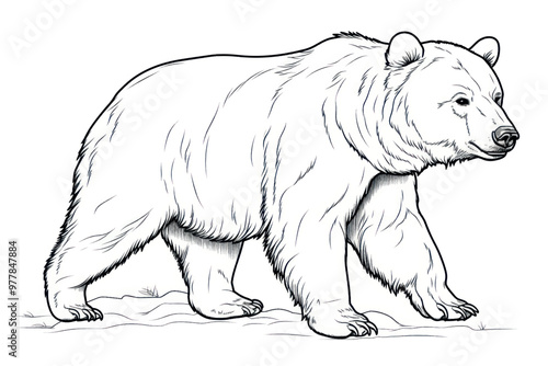 Detailed bear line art