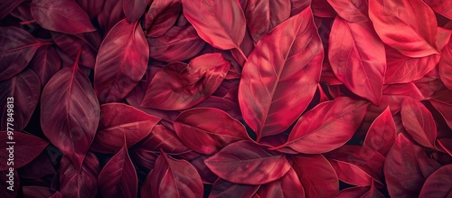 Red leaf patterned texture abstract background Copyspace for graphic design focused on a tropical summer theme Vintage tone filter effect color style