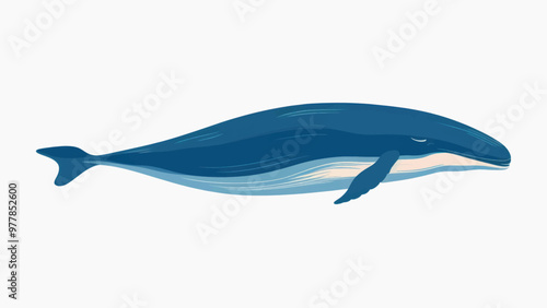 Blue whale vector illustration