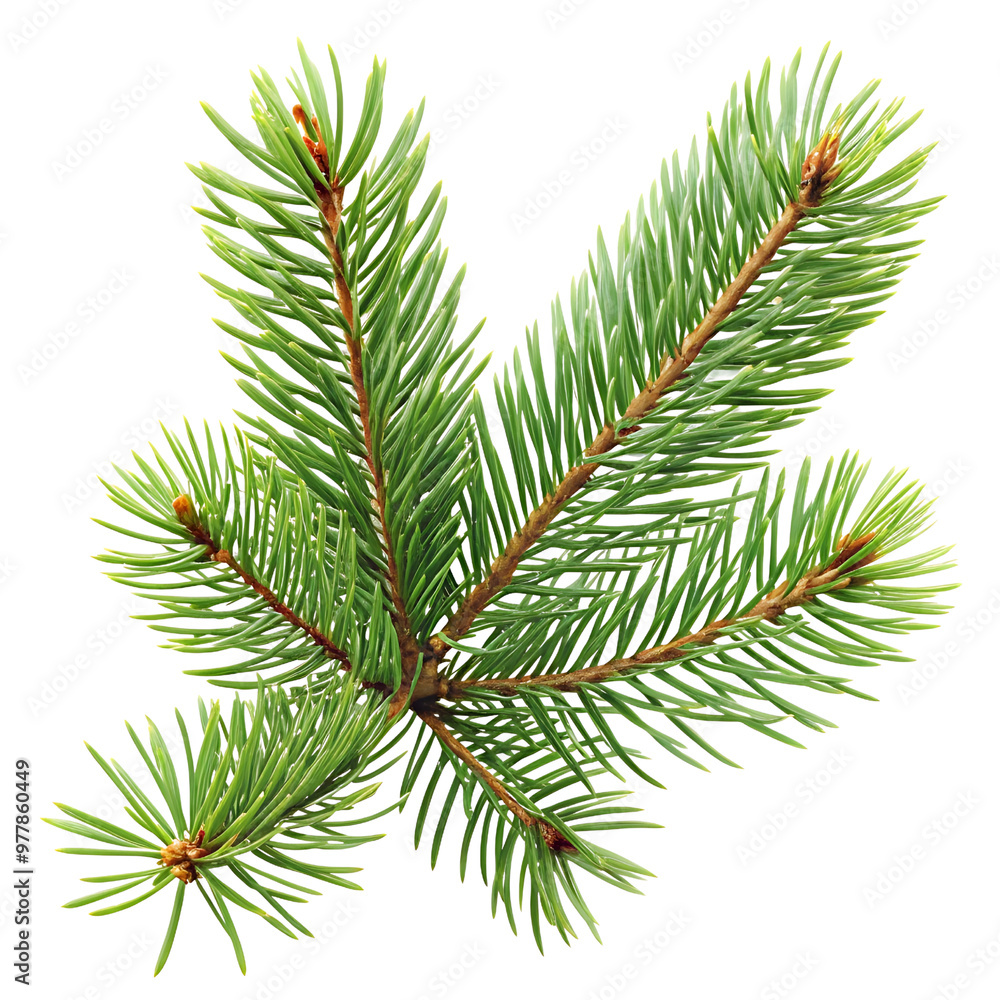 Realistic Pine Tree Branch PNG Realistic Pine Tree Branch PNG