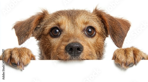 A small brown dog with big eyes curiously peeks over a white surface, looking inquisitive and playful